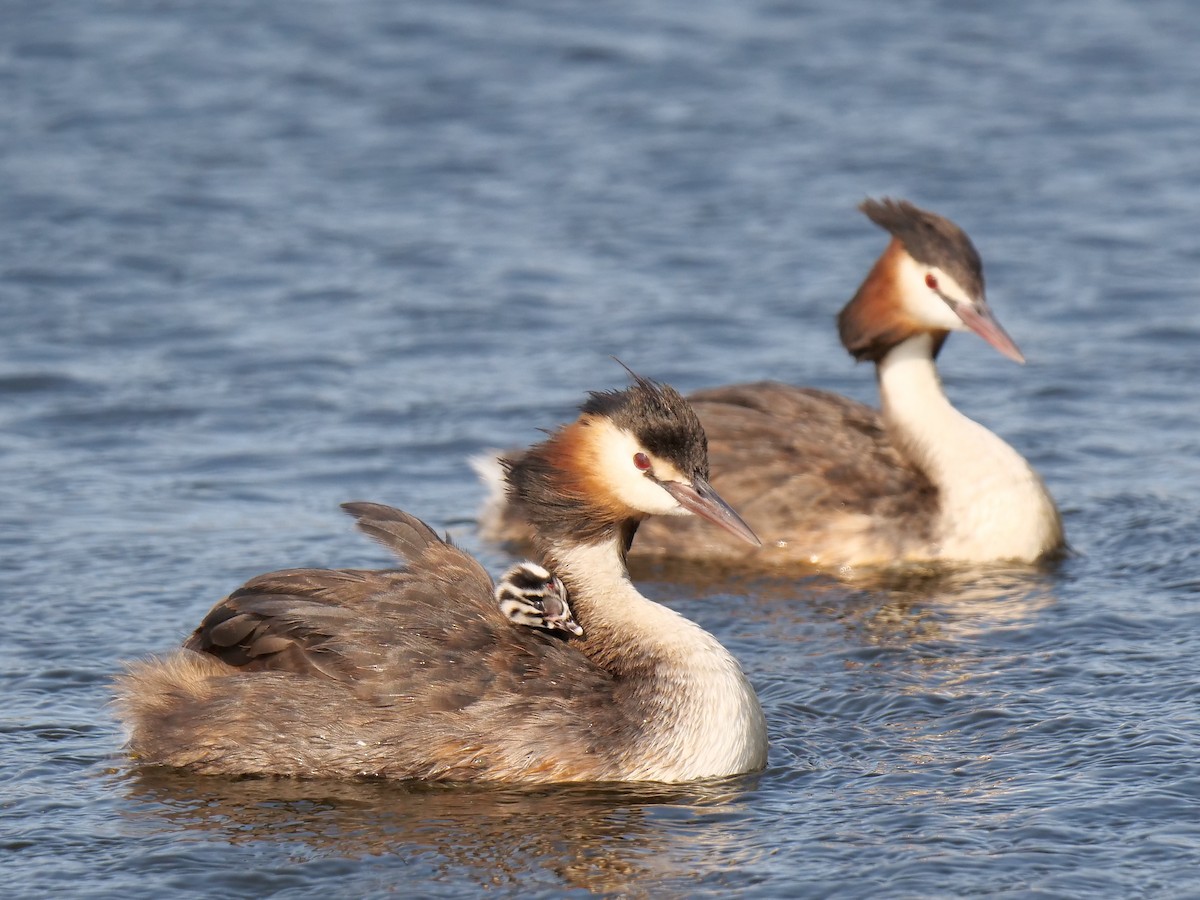 Great Crested Grebe - ML198248081