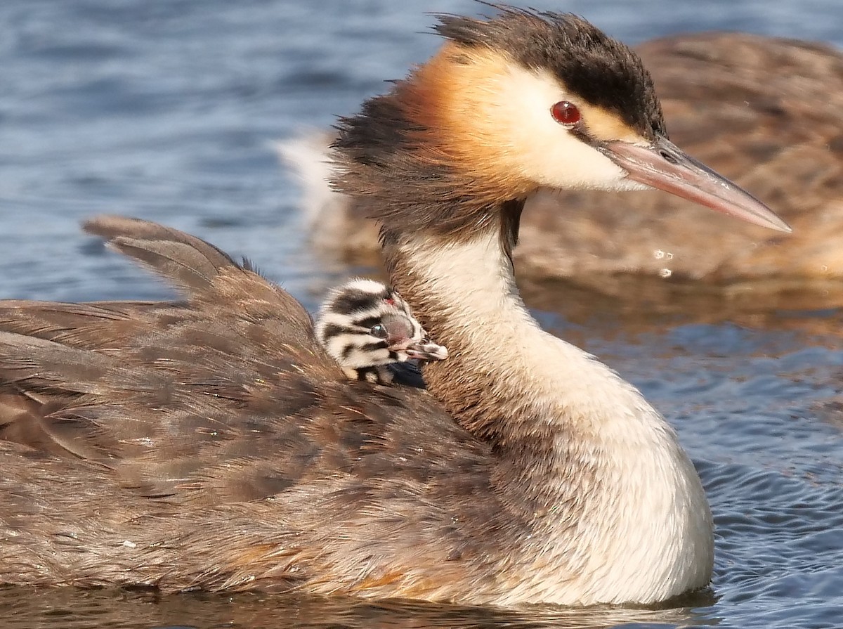 Great Crested Grebe - ML198248221