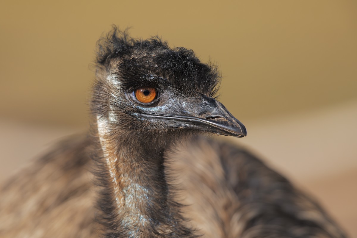 emu hnědý - ML198250381