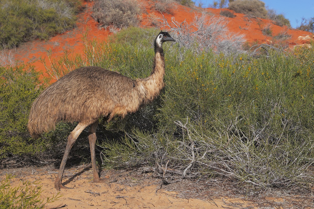 emu hnědý - ML198250401