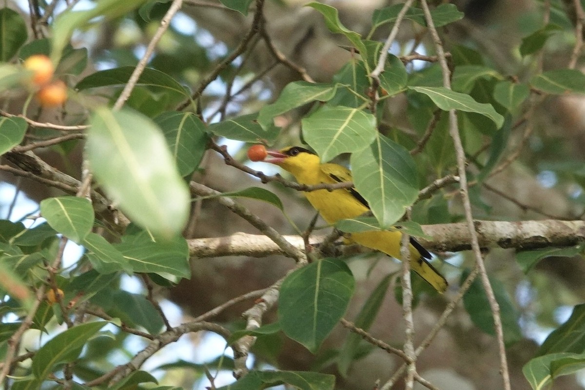 Black-naped Oriole - Kathryn Young