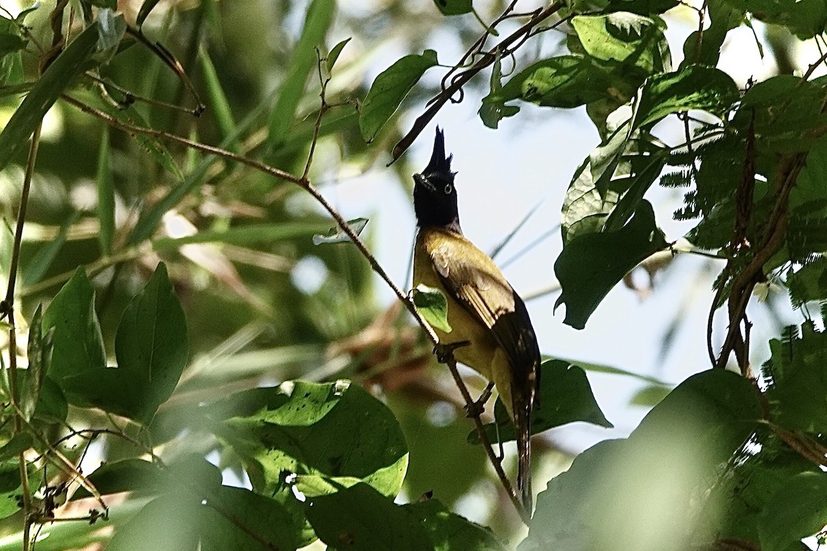 Black-crested Bulbul - Kathryn Young