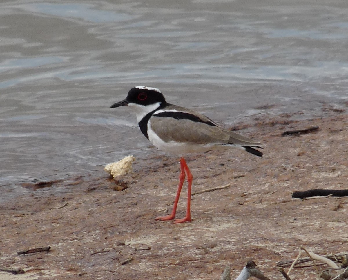 Pied Plover - Nick Bayly (SELVA)