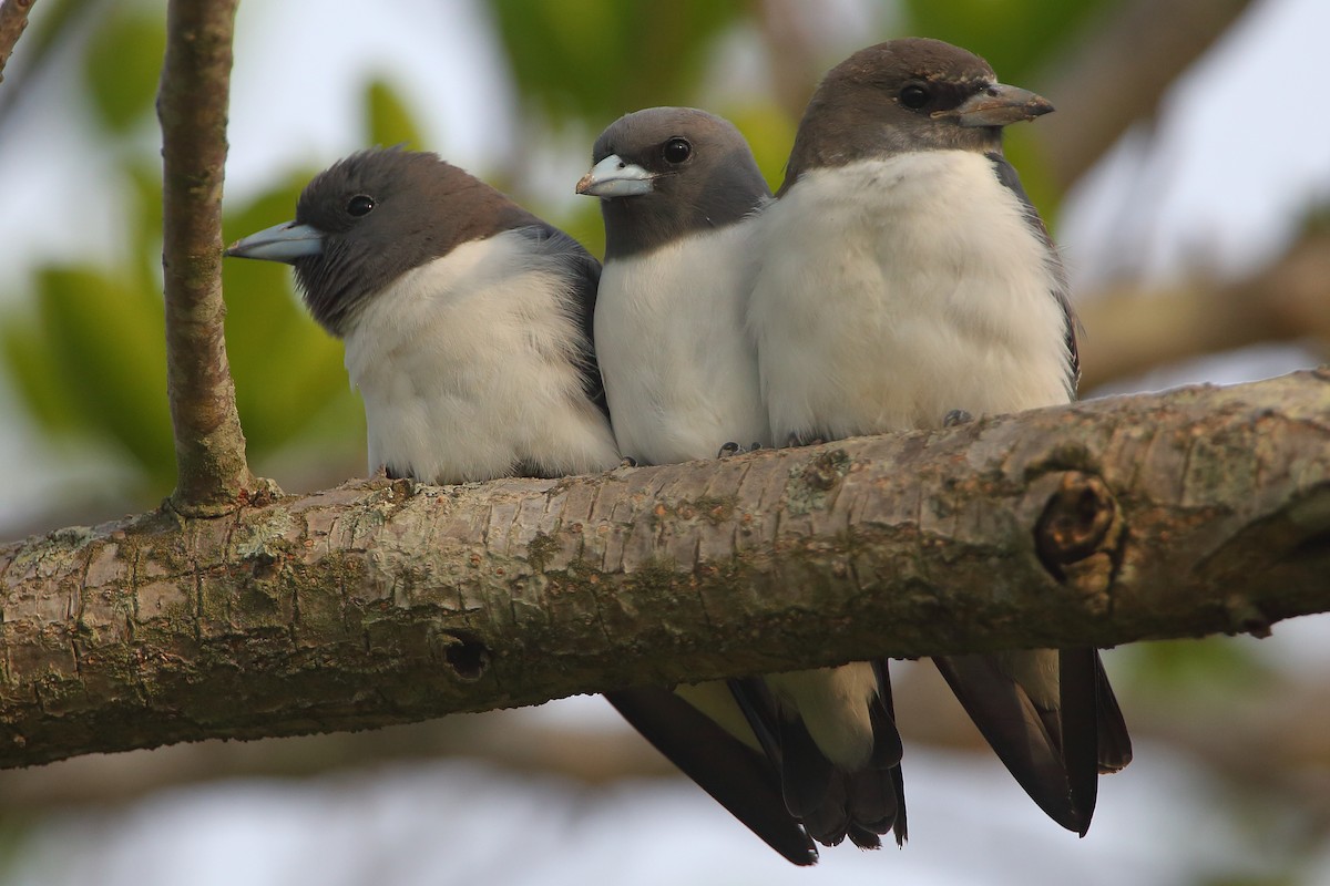 White-breasted Woodswallow - ML198255951