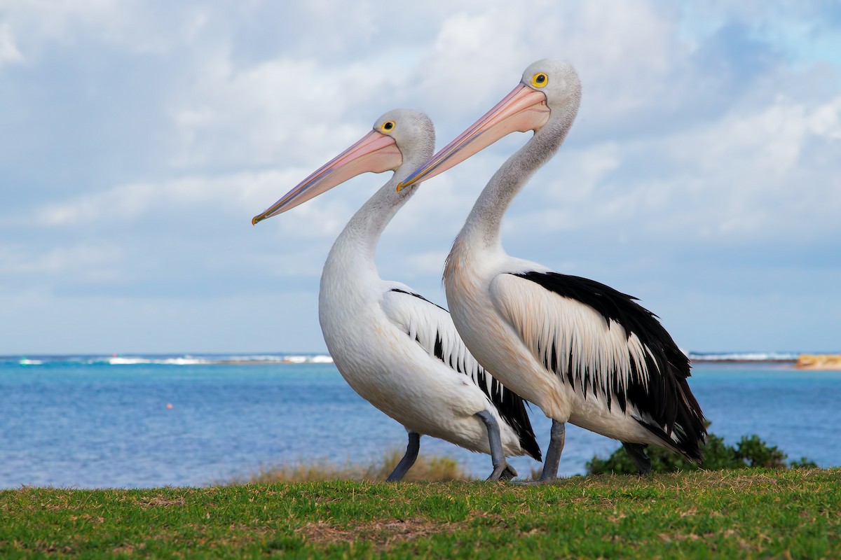 pelikán australský - ML198257681