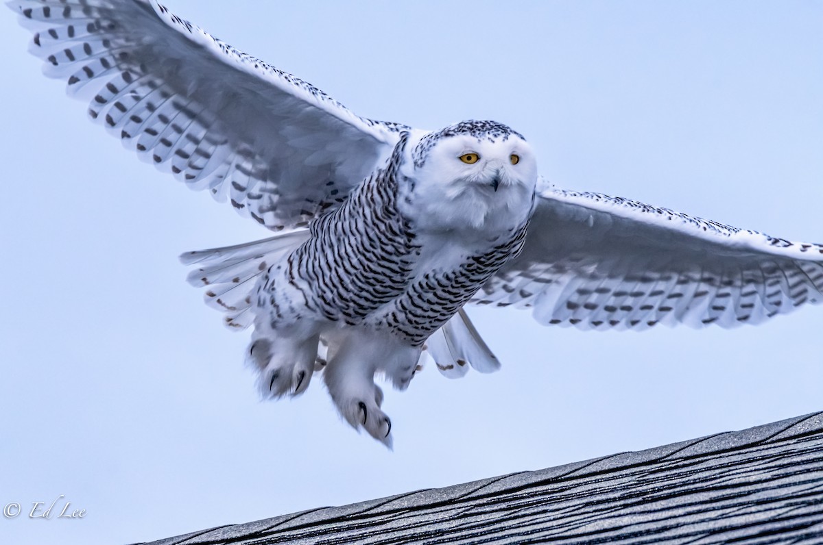 Snowy Owl - ML198258191