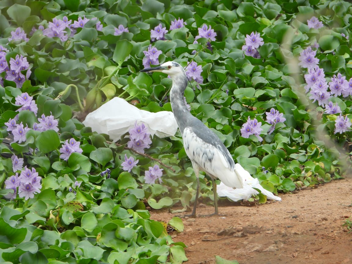 heron sp. - Coimbatore Nature Society