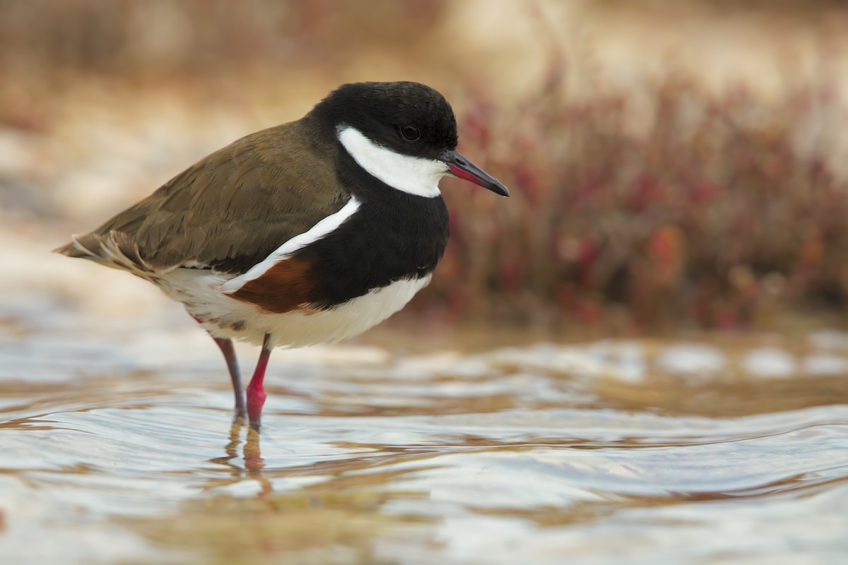 Red-kneed Dotterel - ML198260081
