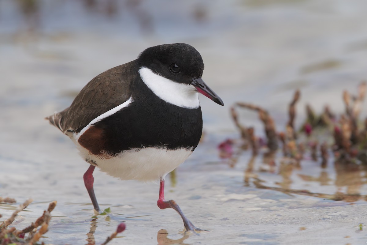 Red-kneed Dotterel - ML198260121