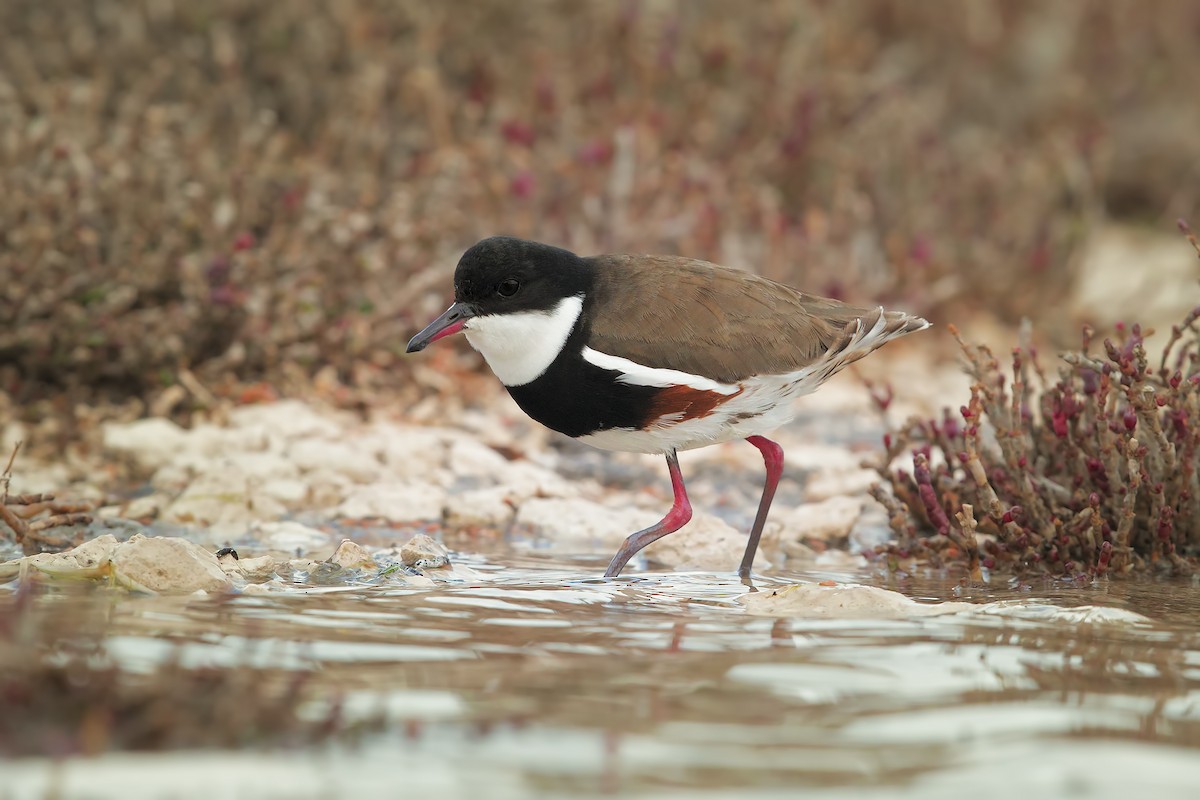 Red-kneed Dotterel - ML198260151