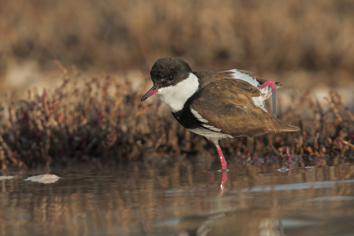 Red-kneed Dotterel - ML198260211