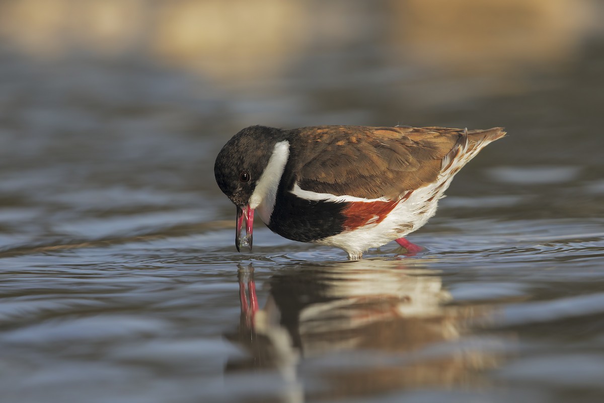 Red-kneed Dotterel - ML198260261