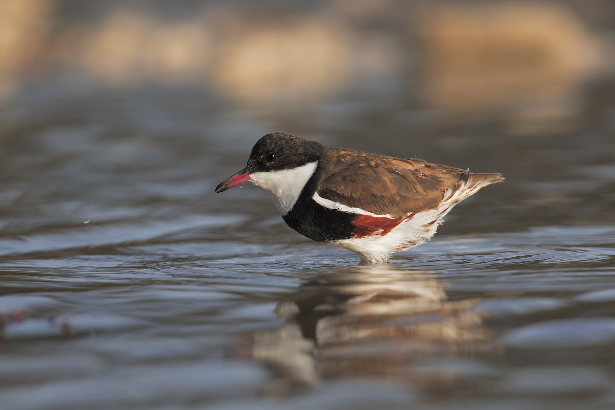 Red-kneed Dotterel - ML198260271