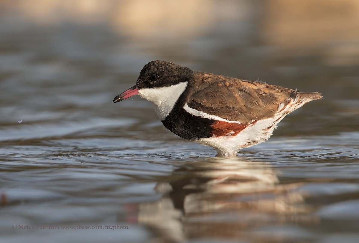 Red-kneed Dotterel - ML198260311