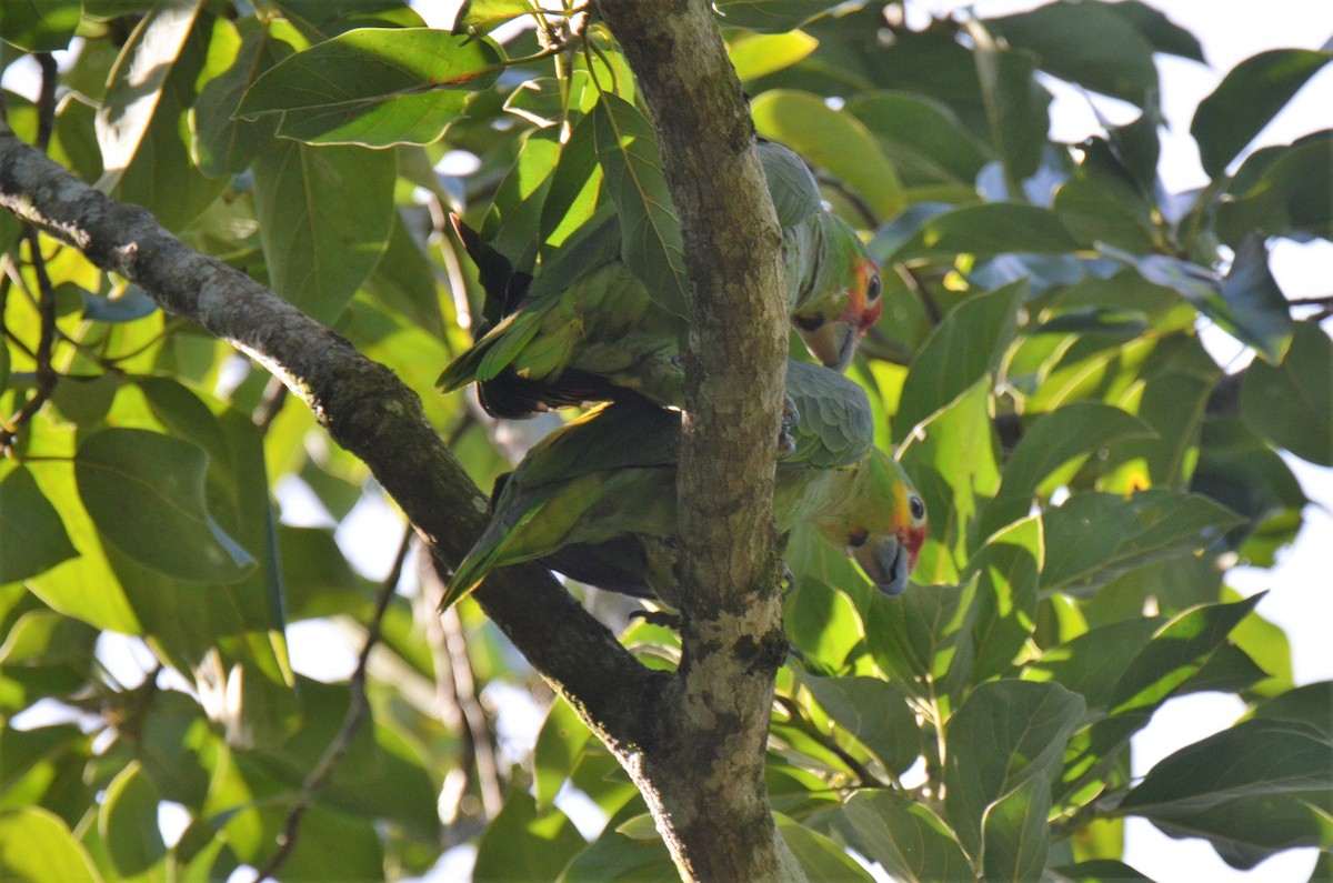 Red-lored Parrot (Red-lored) - Jeff Sexton