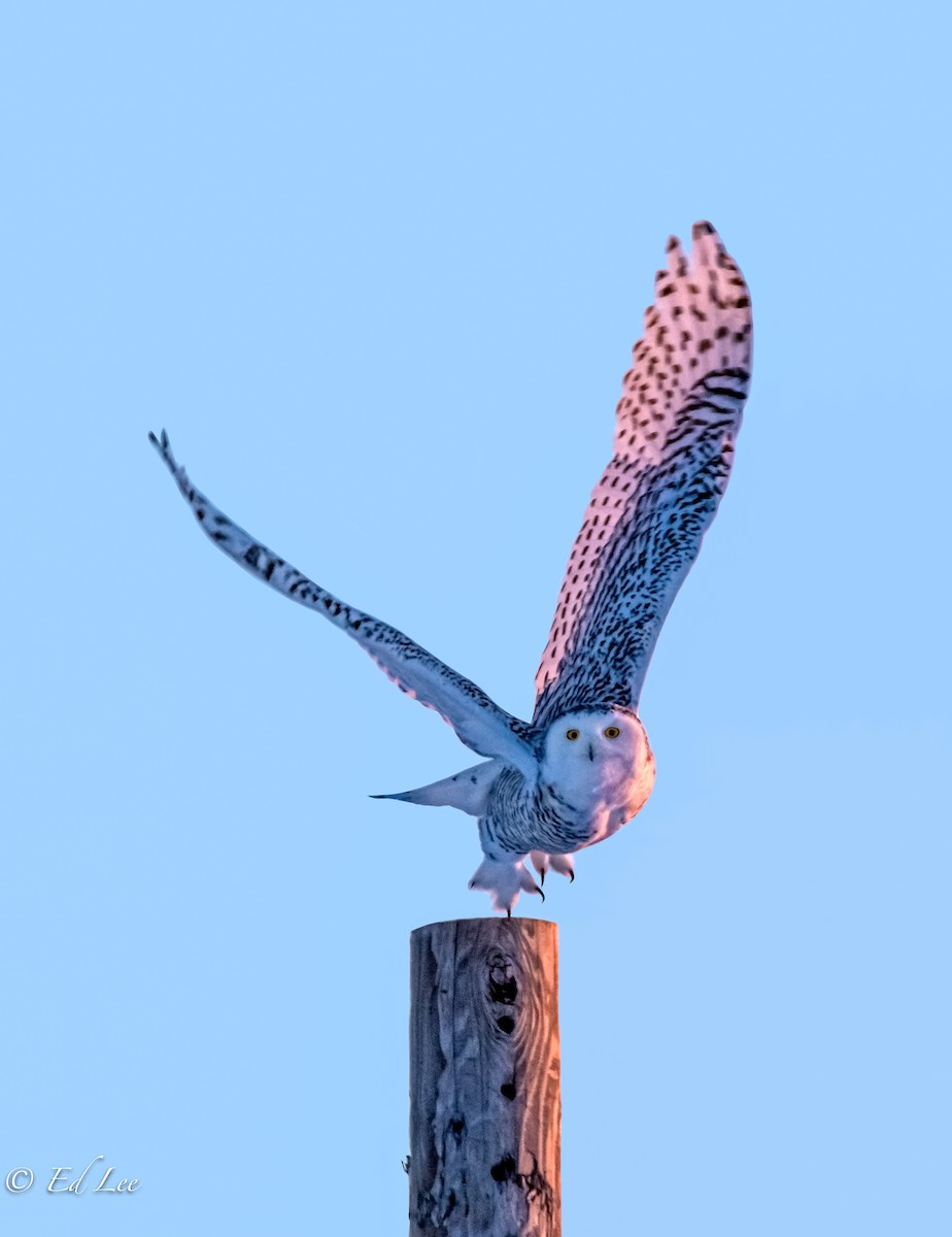 Snowy Owl - ML198261741