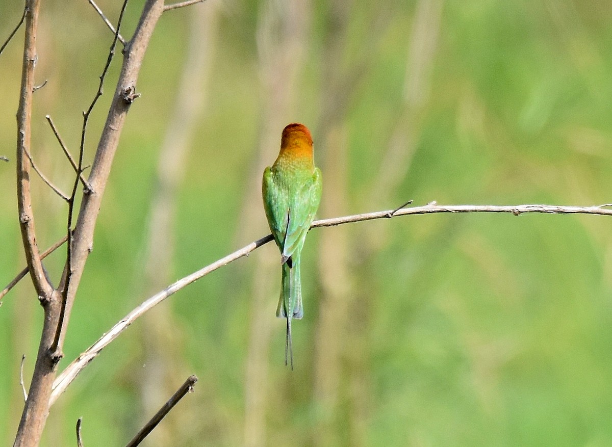 Asian Green Bee-eater - Lukasz Pulawski