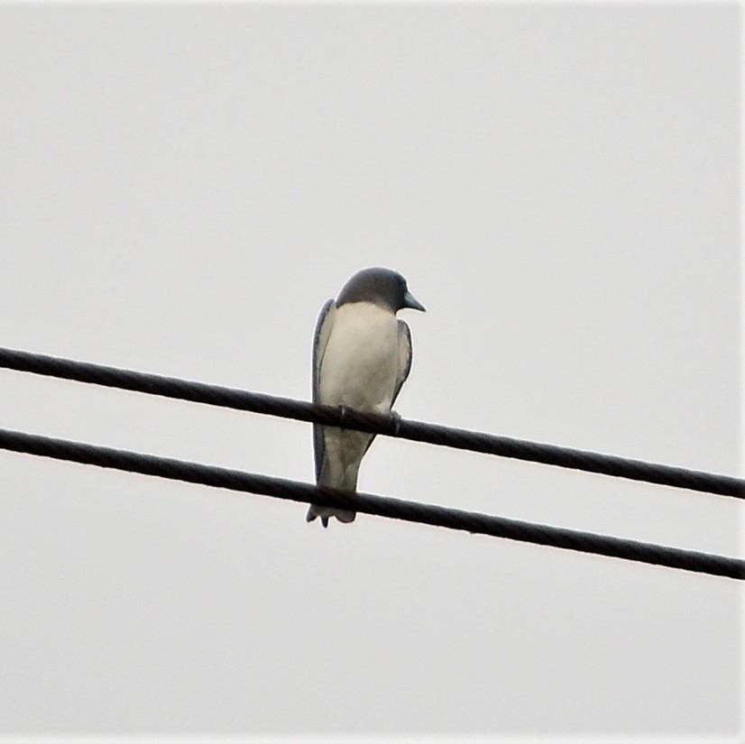 White-breasted Woodswallow - ML198264261