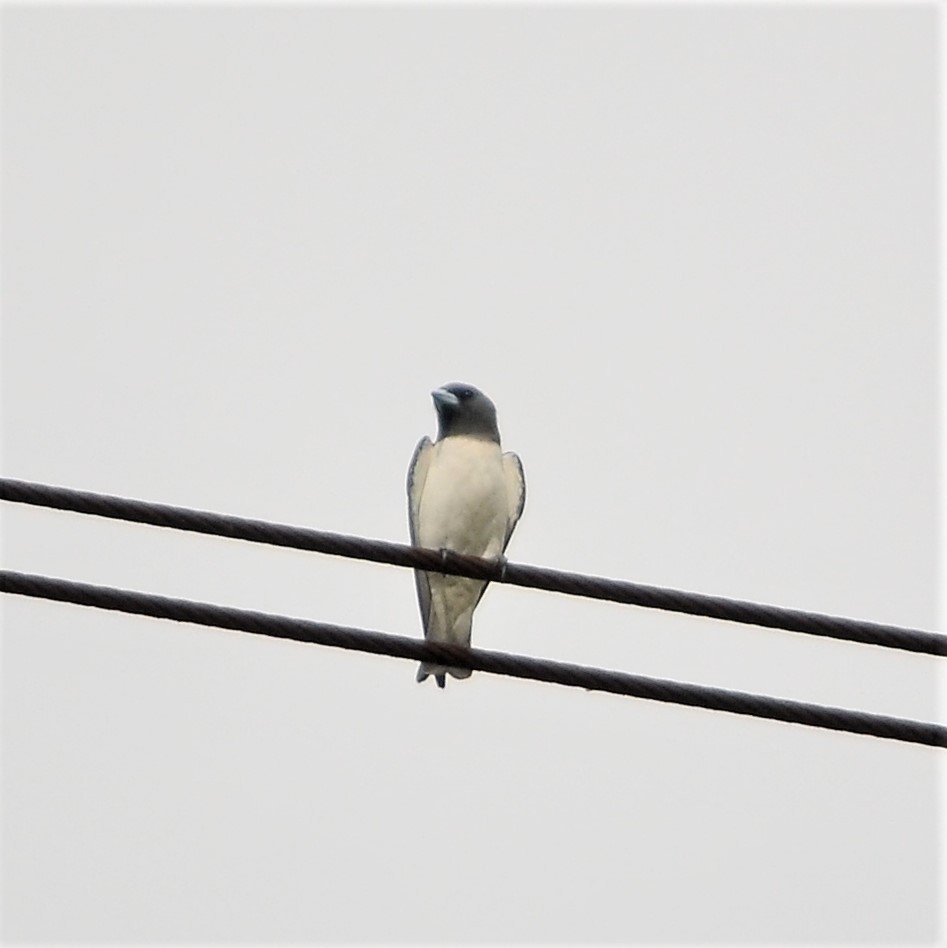White-breasted Woodswallow - ML198264271
