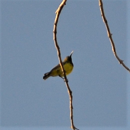 Gray-throated Sunbird - ML198264471