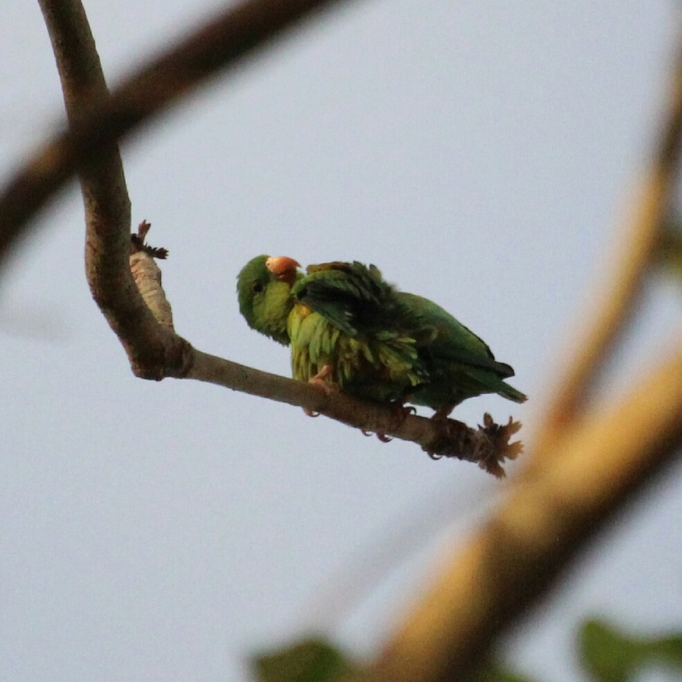 Orange-chinned Parakeet - Paul 🐈🔭🦜 Rodríguez @elpuma