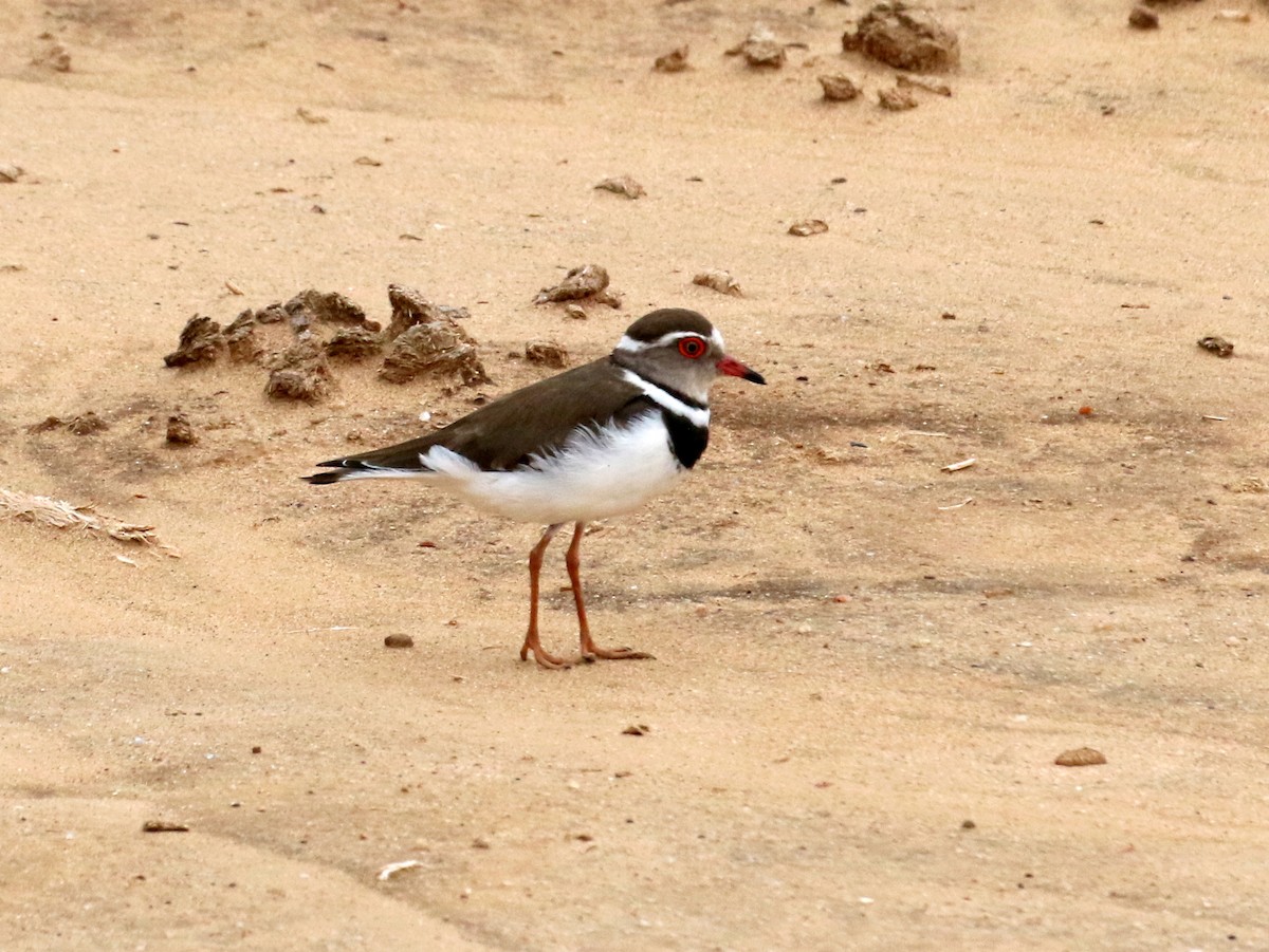 Three-banded Plover - ML198267951