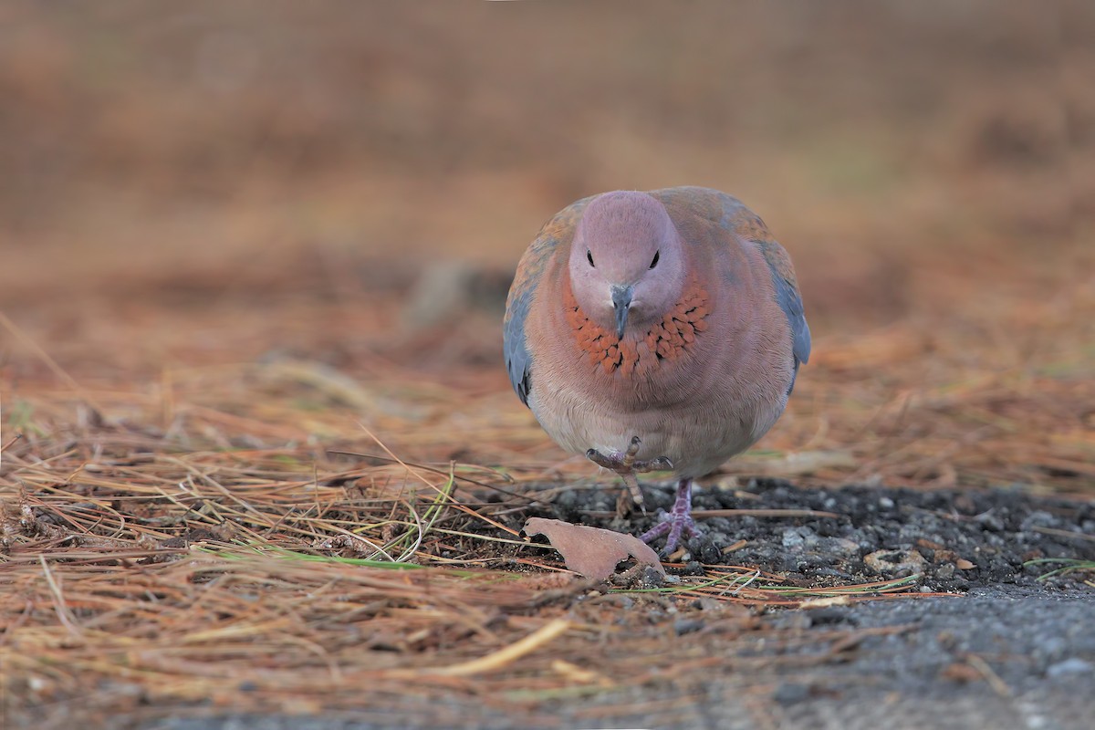 Laughing Dove - ML198268811