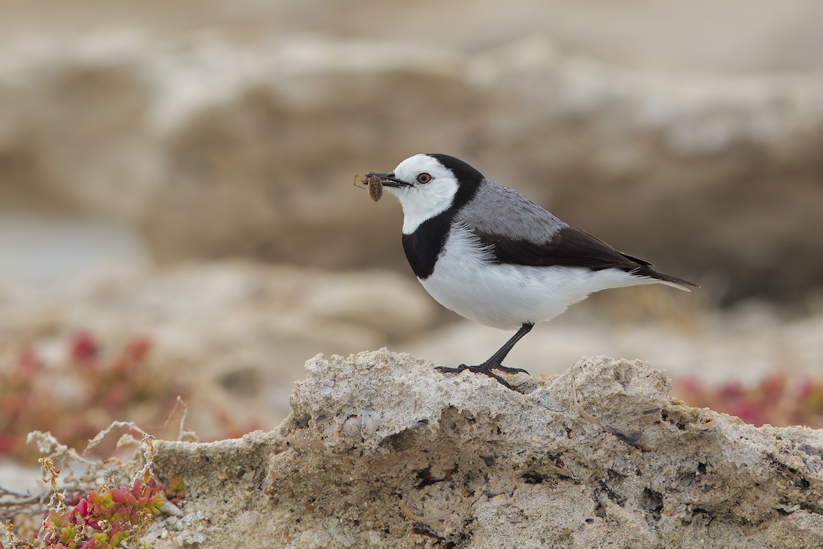 White-fronted Chat - ML198269001