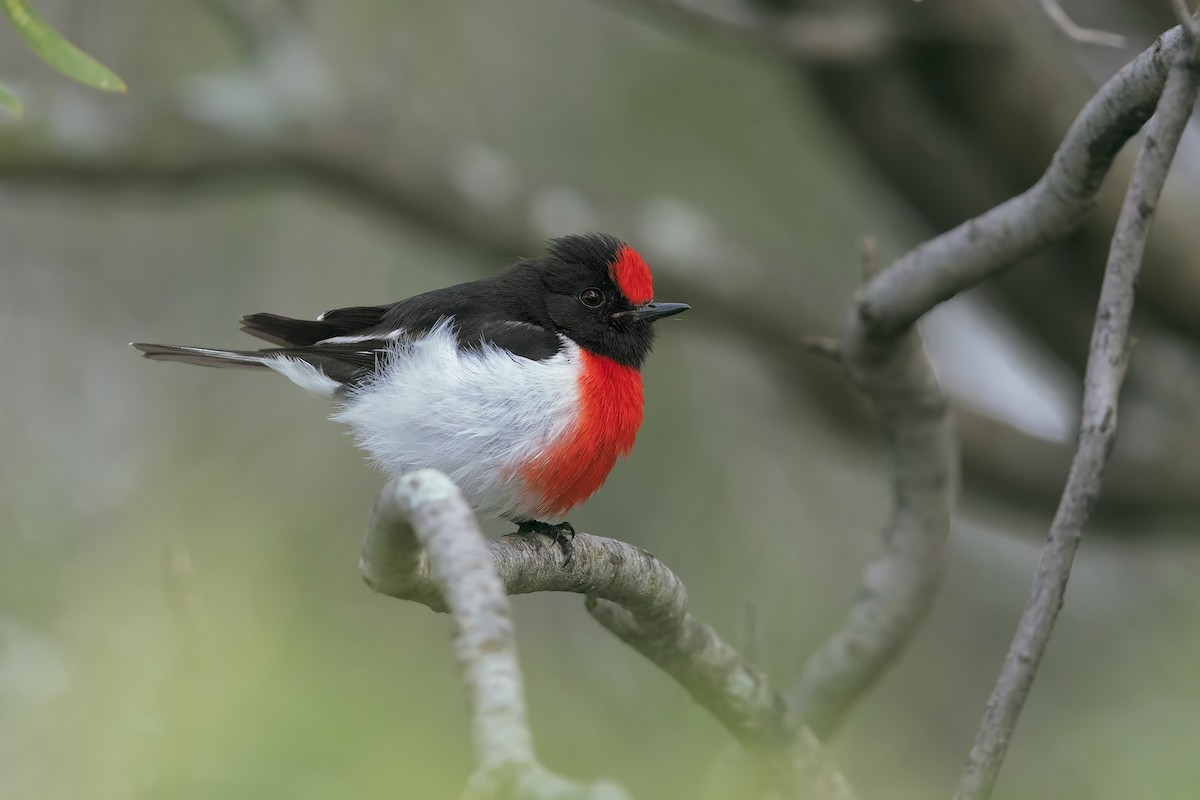Red-capped Robin - ML198269201