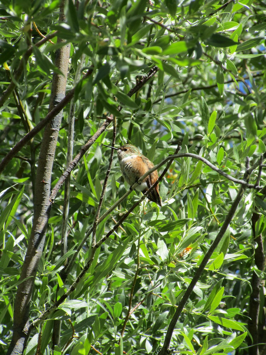 Rufous Hummingbird - Mark Dorriesfield