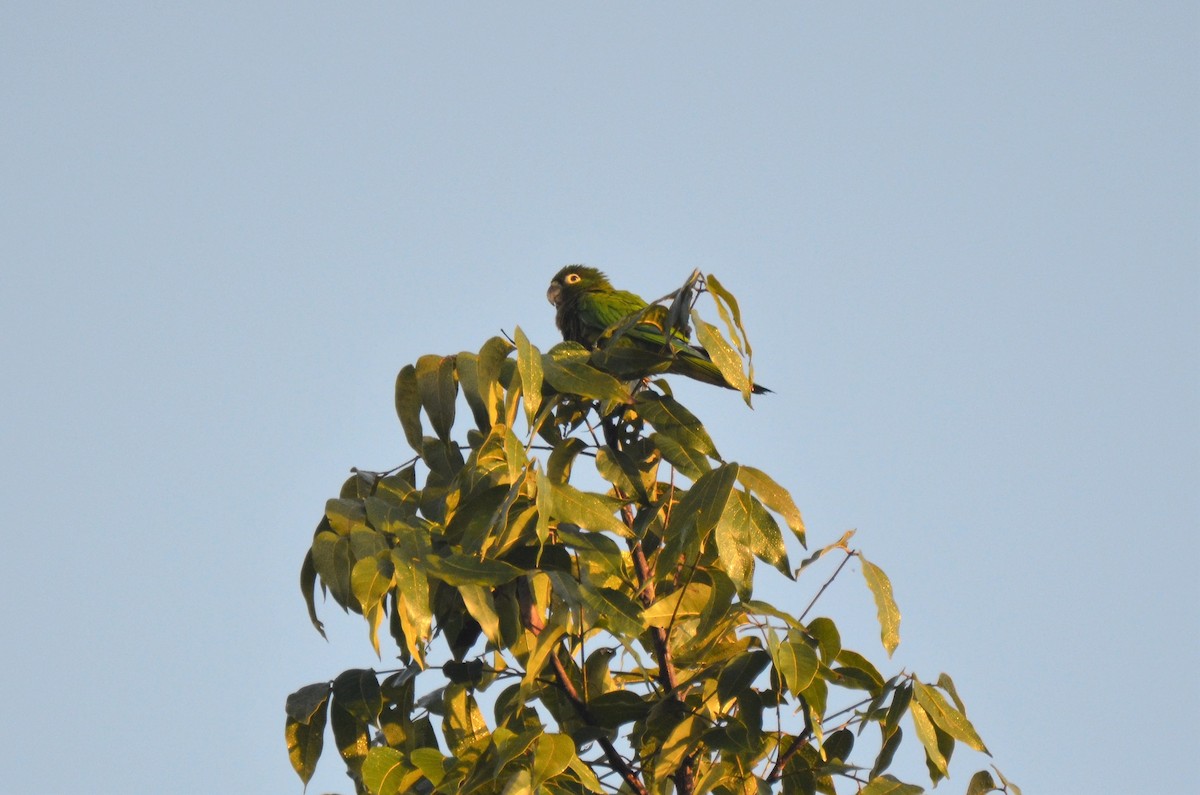 Olive-throated Parakeet (Aztec) - Jeff Sexton