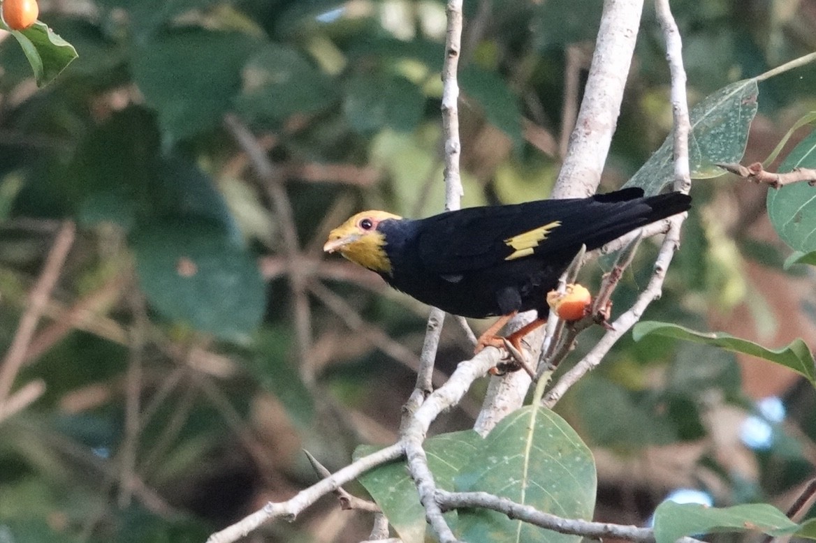 Golden-crested Myna - Kathryn Young