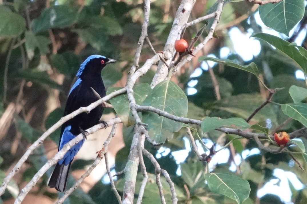 Asian Fairy-bluebird - ML198274591
