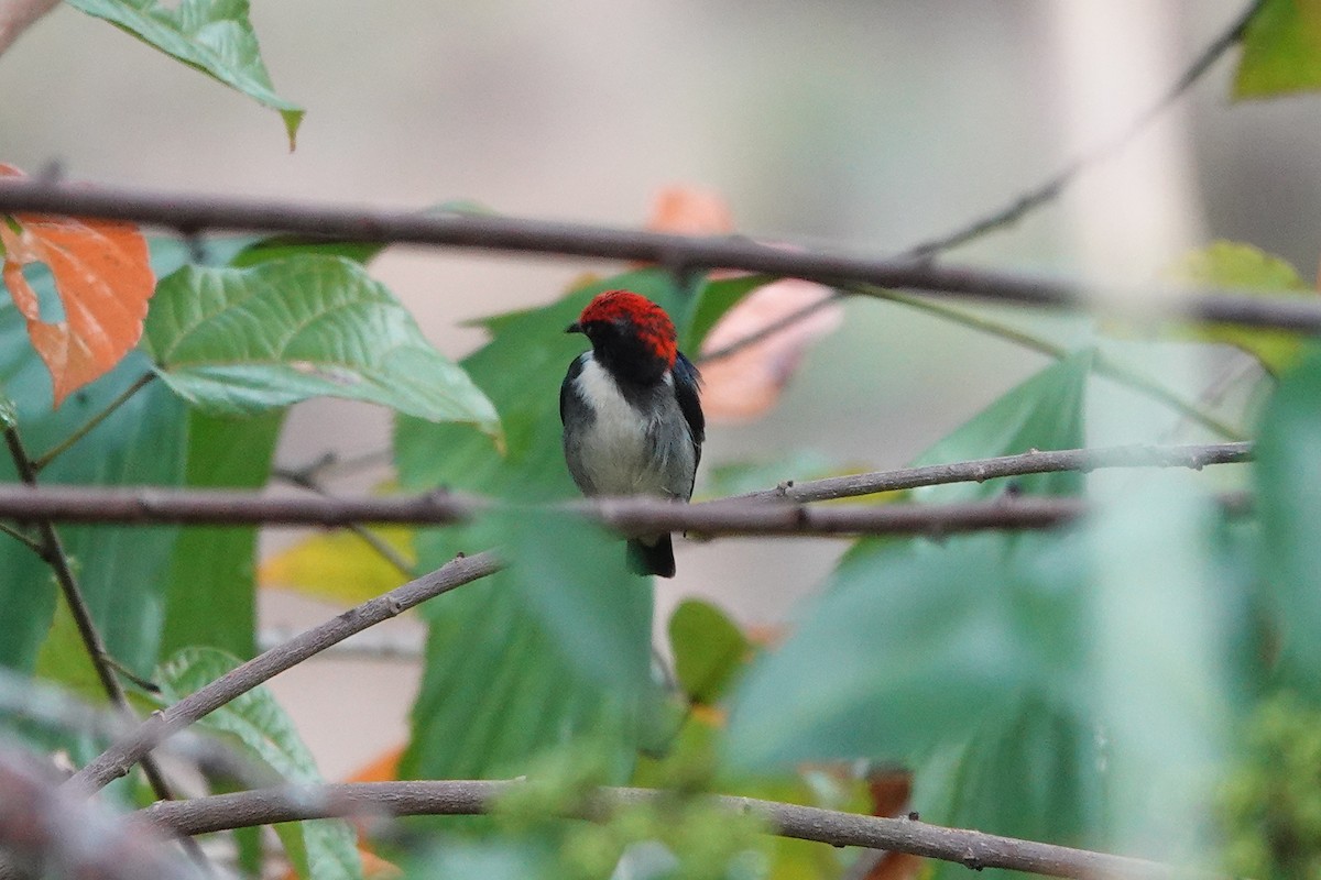Scarlet-backed Flowerpecker - ML198274911