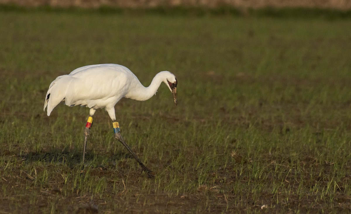 Whooping Crane - Marky Mutchler