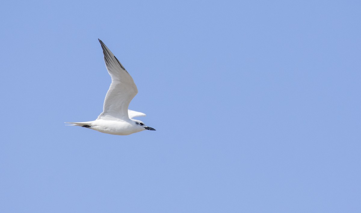 Gull-billed Tern - Marky Mutchler