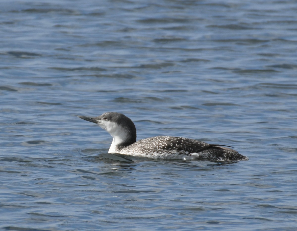Red-throated Loon - ML198280701