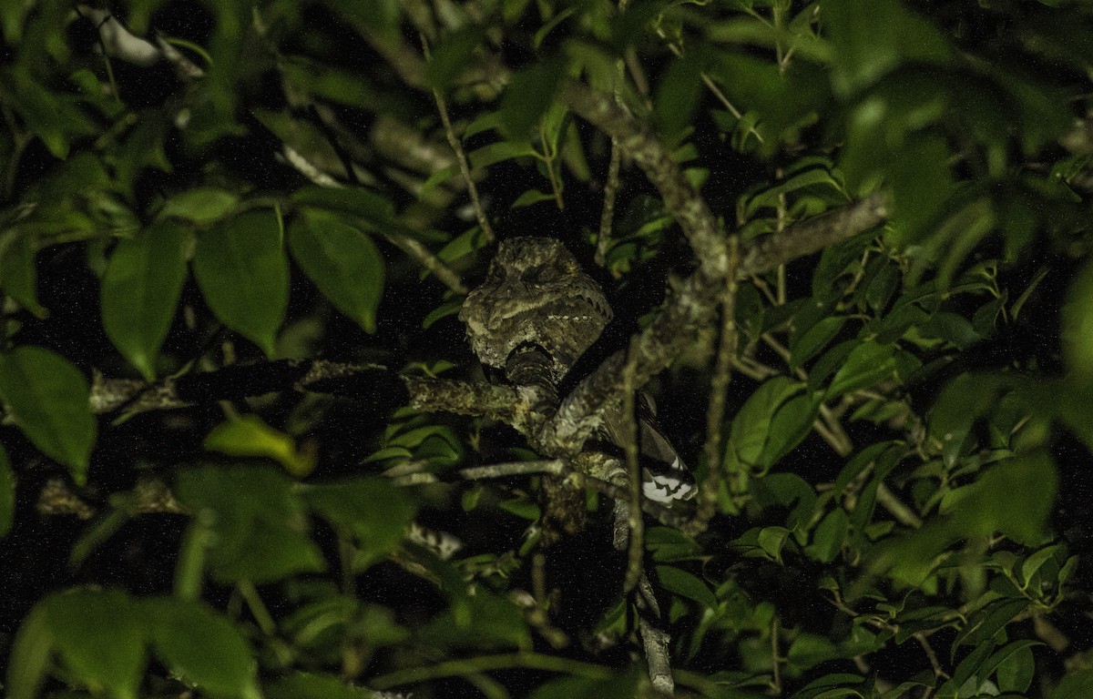 Yucatánnachtschwalbe - ML198281631