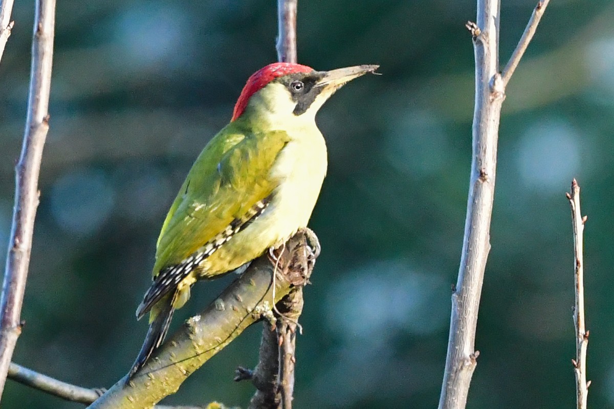 Eurasian Green Woodpecker - Denis Neukomm