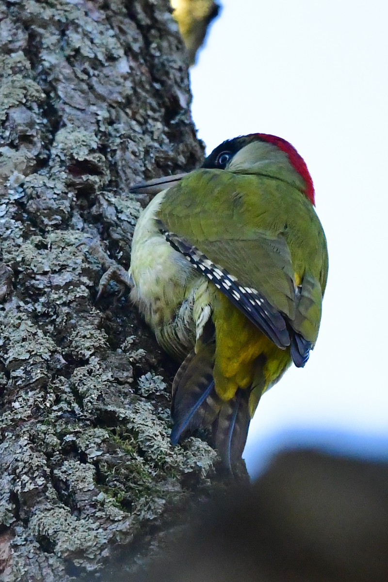 Eurasian Green Woodpecker - ML198284801