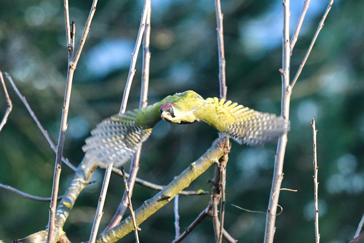 Eurasian Green Woodpecker - Denis Neukomm
