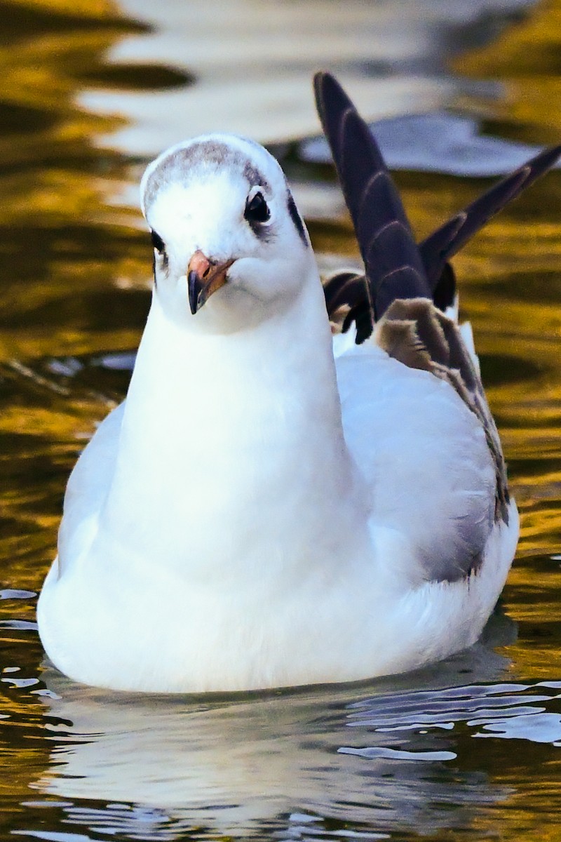 Mouette rieuse - ML198284911