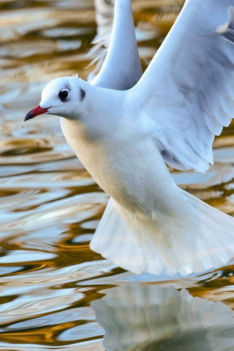 Mouette rieuse - ML198284951