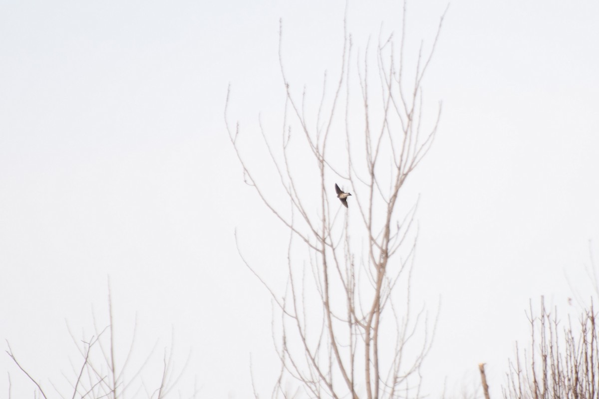 Northern Rough-winged Swallow - Joseph Welklin