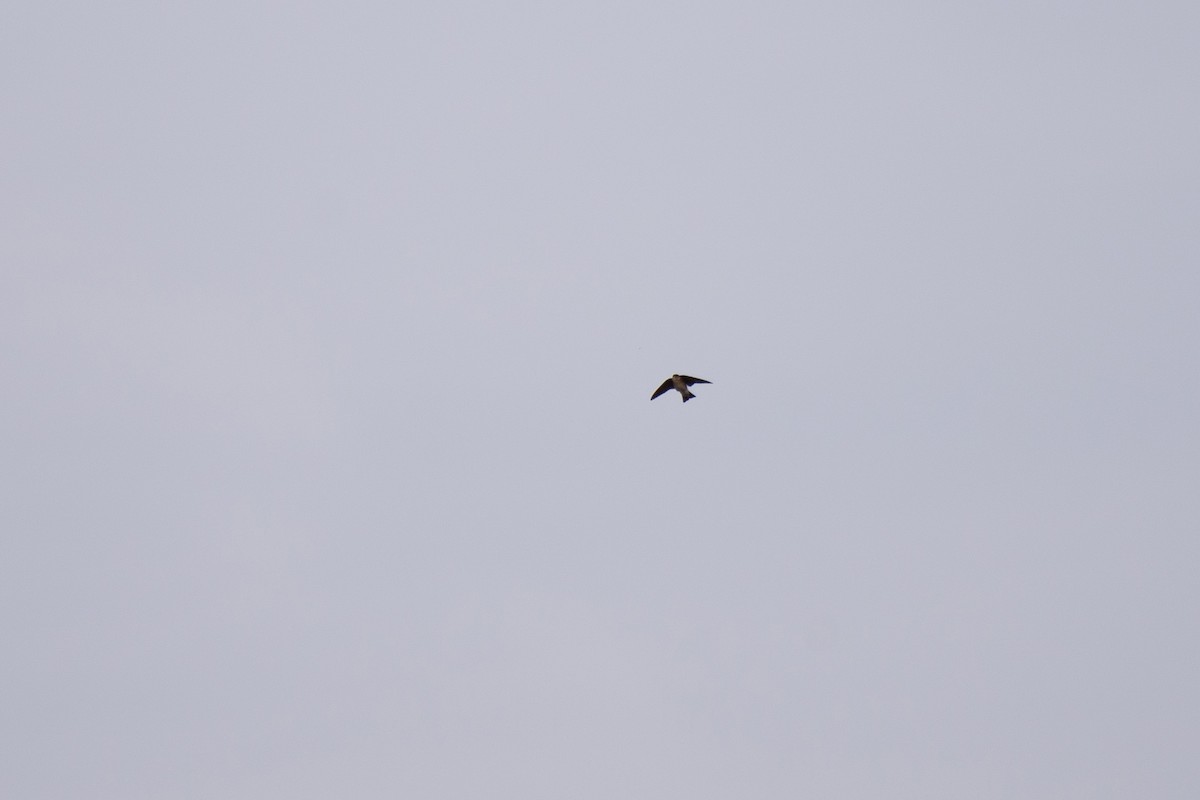 Northern Rough-winged Swallow - Joseph Welklin