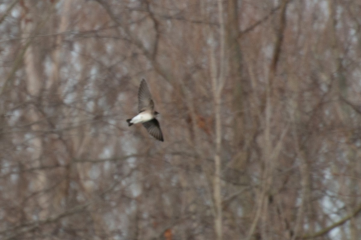 Northern Rough-winged Swallow - ML198285851