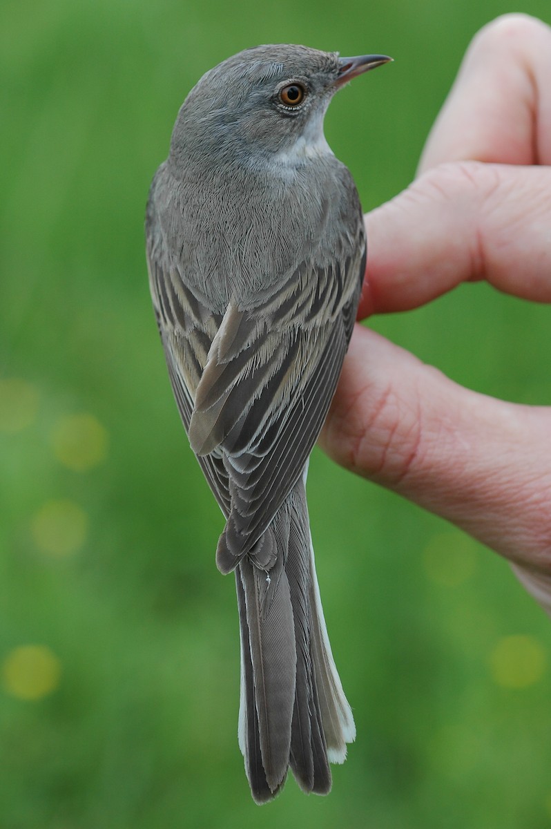 Greater Whitethroat - Peter Kennerley