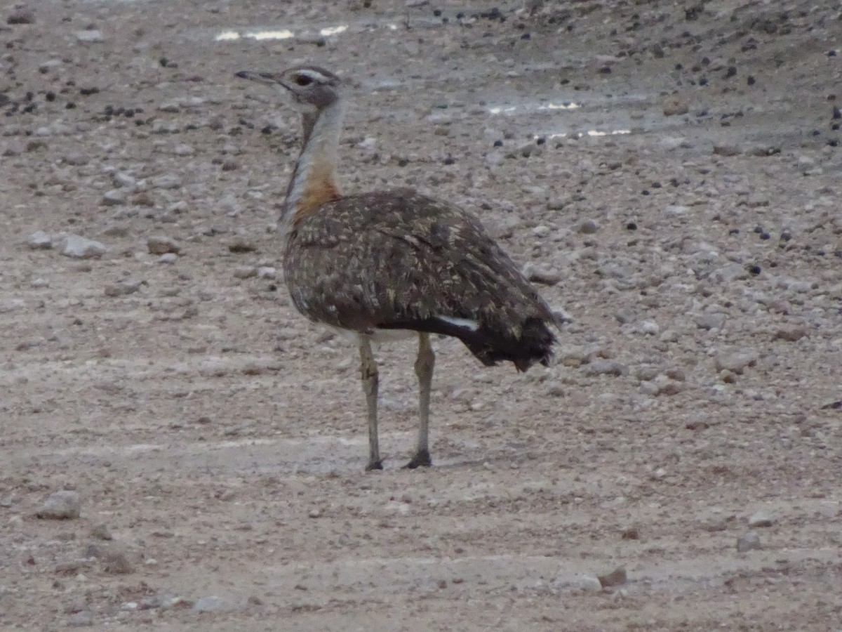 Ludwig's Bustard - Claire Bélanger