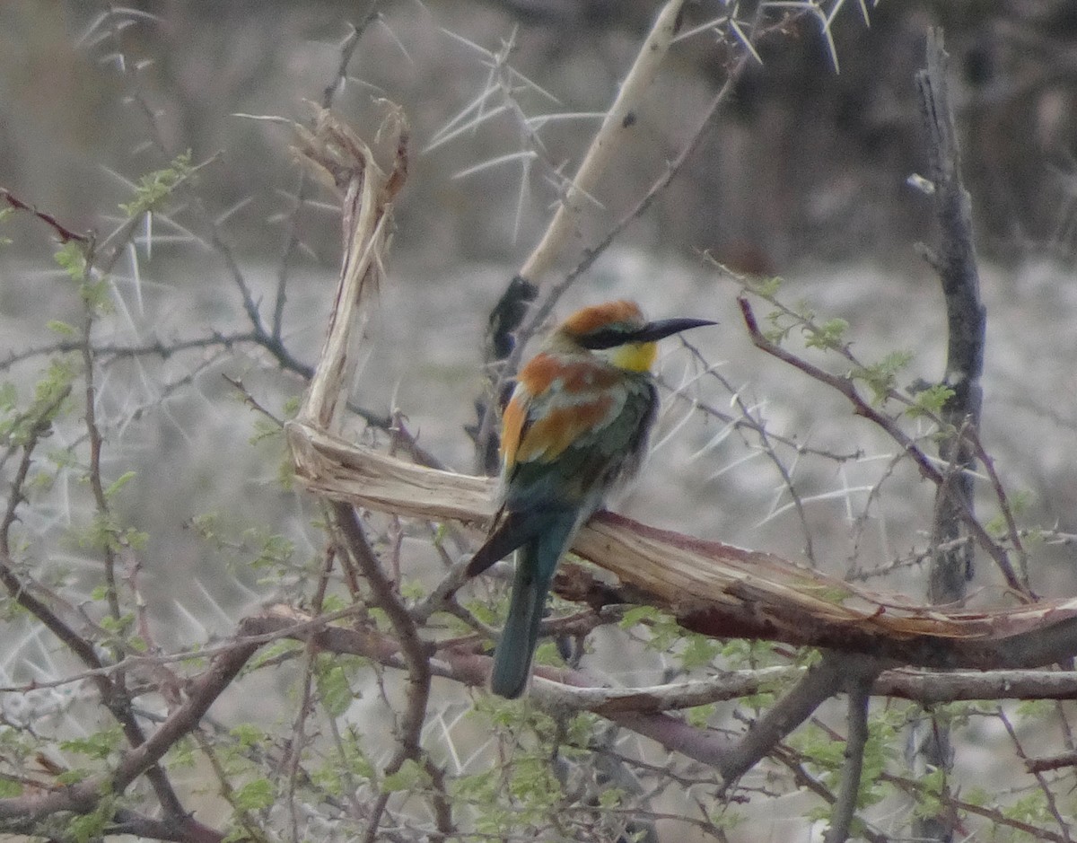European Bee-eater - Claire Bélanger