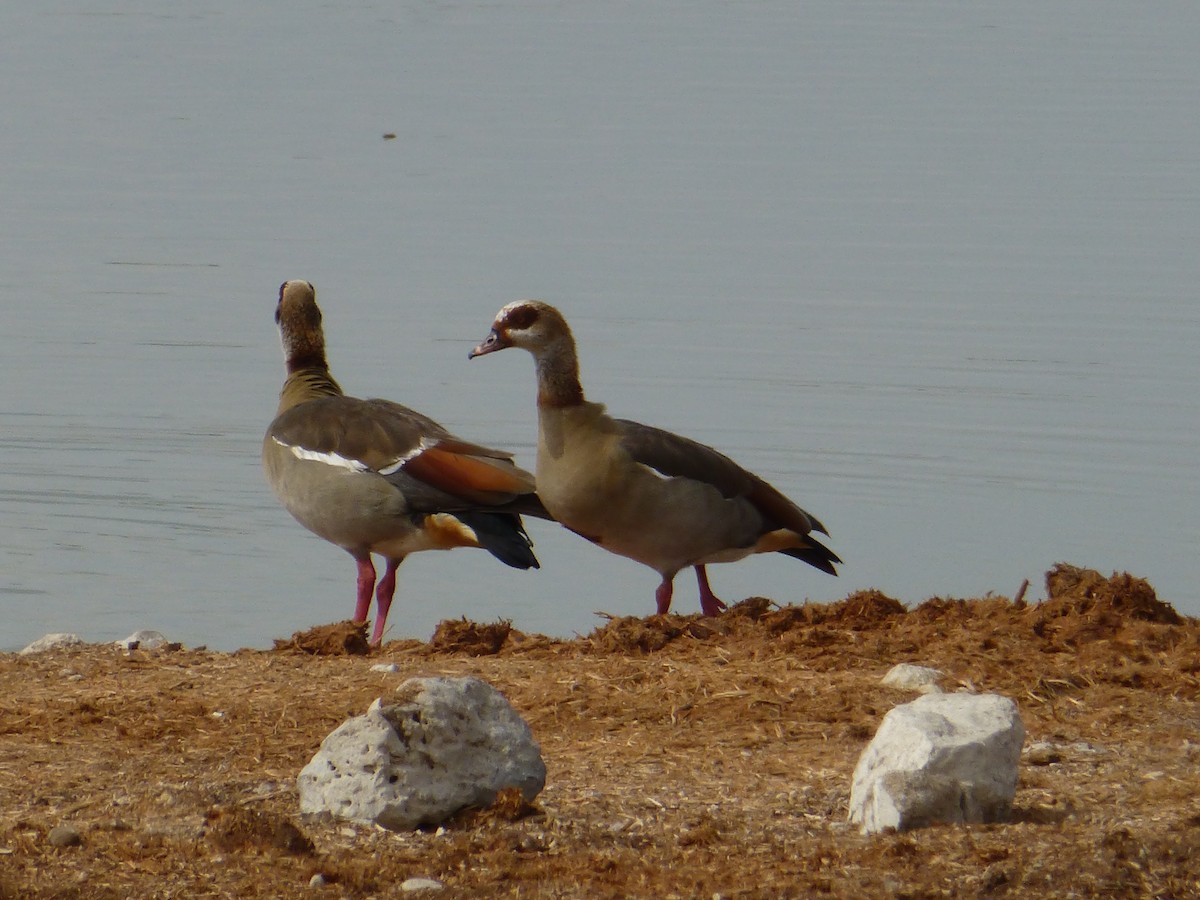 Egyptian Goose - ML198292801